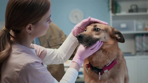 Young Female Vet Examining Dog Eyes and Teeth during Checkup in Clinic