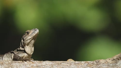 Iguana Sunbathing in Tree Close Up 9