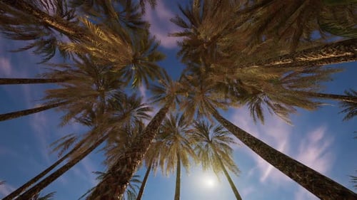 Tall Palm Trees Swaying on a Sunny Day Against Blue Sky