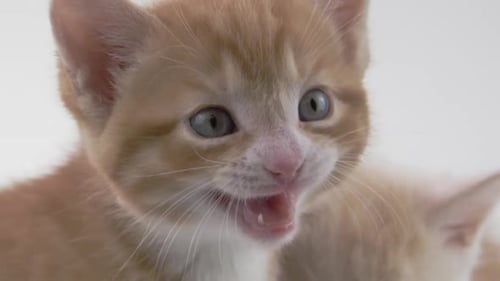 Two Orange Kittens Meowing in Close Up