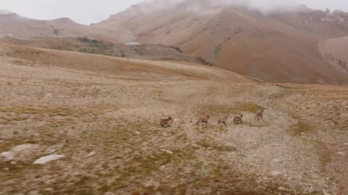 Aerial Perspective Capturing Mountain Goats Climbing Steep Rocky Terrain Displaying Wildlife