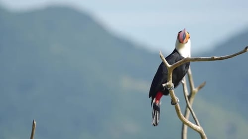 Zeitlupe eines Tukans