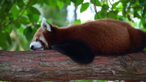 A sleepy red panda (Ailurus fulgens) resting on a tree branch, slowly falling asleep, close up shot.