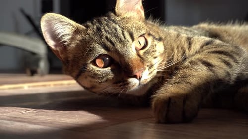 Tabby Cat Lying in Sunlight Indoors