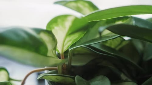 Flower Plant Closeup