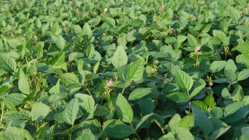 Green Soybean Plant Field Organic Farming Agriculture Lifestyle Plantation Business Farm Concept