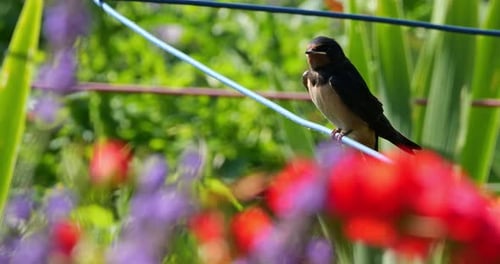 Barn swallows (Hirundo rustica) feeding chicks, Southern France