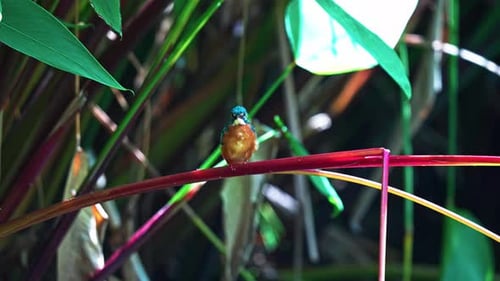 Common Kingfisher Perch On The Plant. - closeup shot