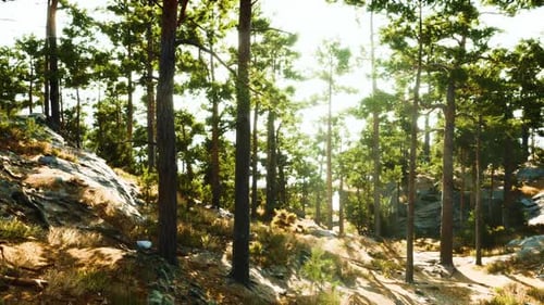 Sunlight Filters Through Tall Trees in a Serene Forest Landscape During Daytime