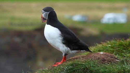 View of the Atlantic Puffin Common Birds Found in Iceland