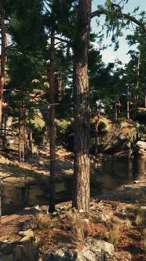 Stream Flowing Through Dense Forest