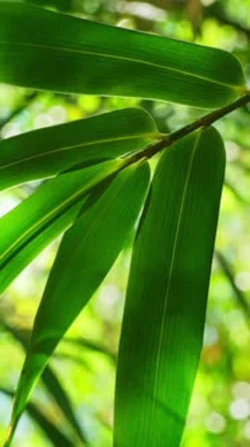 Bamboo Leaves Close Up
