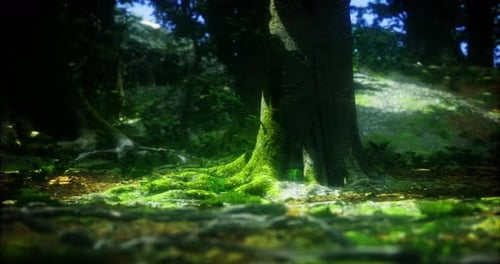 Sunlight Filters Through Trees Illuminating Forest Floor with Vibrant Moss