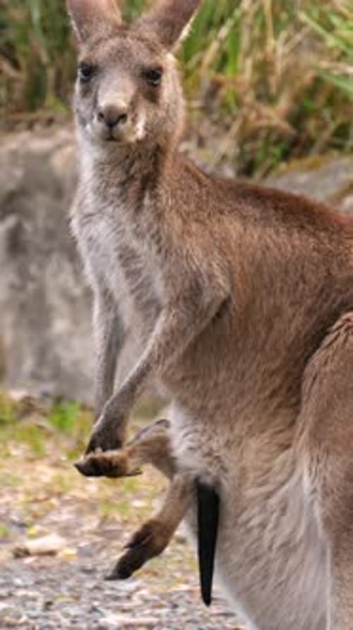 Une mère kangourou avec un bébé Joey regarde la caméra tout en mâchant dans la brousse - clip vertical