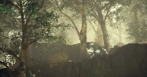 Mist Covered Forest with Dense Trees and Rocky Terrain in Soft Light
