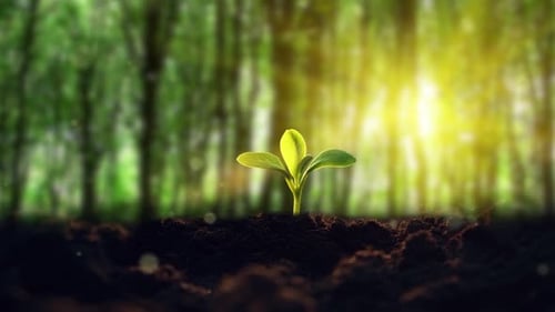 Green Plant Seedling Growing in Fertile Soil with Sunlight