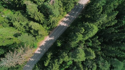 Aerial View of a Beautiful Road Through the Forest Road Between the Green Trees on a Clear Sunny Day