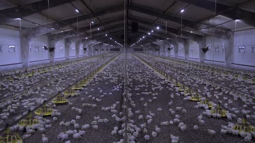 Chicken factory , small chickens morning