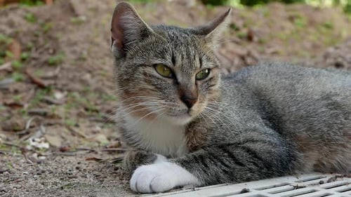 Close up of a domestic cat relaxing in the shade. Sicily. Italy