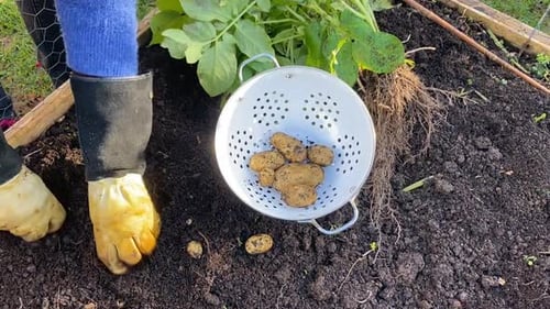 Potato plant being pulled and showing potatoes falling from roots.