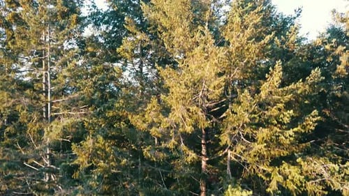 Drone shot climbing straight up through the forest trees to reveal the ocean and three islands. Brit