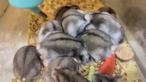 Small Gray Hamsters Eat Seeds at the Pet Store Concept of Food for Domestic Rodents