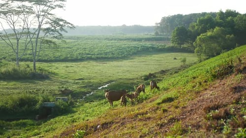 Cows Grazing on a Green Rural Hillside