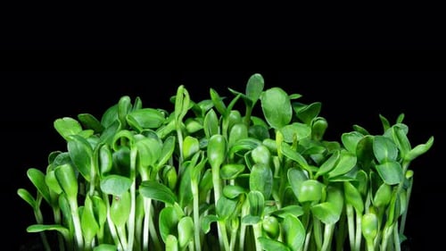 Fresh Green Sprouts Growing Against Black Background