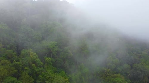 Green Trees At Rainforest Shrouded By Fogs And Clouds. - aerial shot