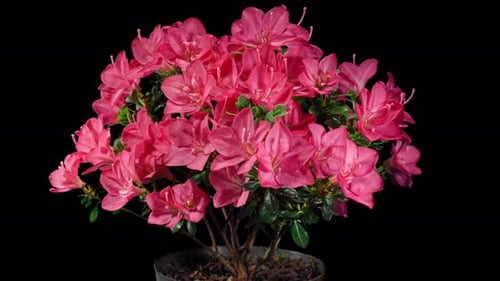 Flowering Potted Pink Plant Isolated on Black Background