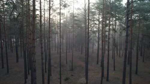 Up In The Morning Foggy Pine Forest