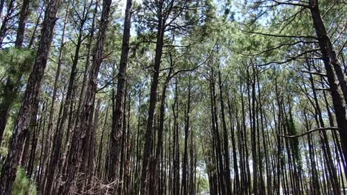 Tall Trees Australia
