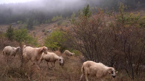 Sheep Graze on Hillside on a Misty Day