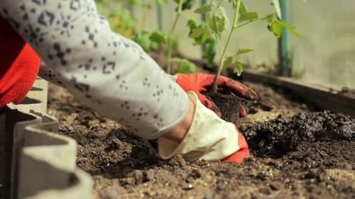 The Hands of a Woman in Red Gloves Plant a Pepper Bush in the Ground