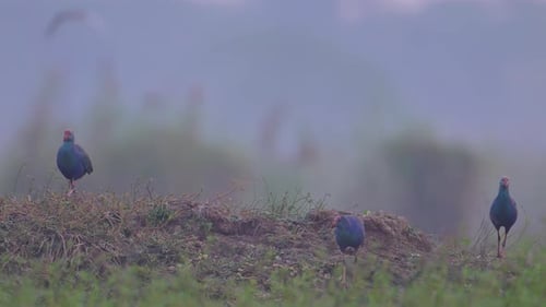 Grey hooded swamp hens in Misty morning