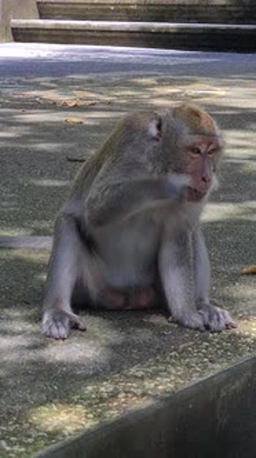 Vue verticale d'un singe drôle se grattant la tête alors qu'il est assis sur du béton