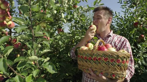 A Gardener Harvests Apples in an Agricultural Garden