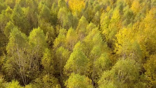 Autumn Forest with Bright Orange and Yellow Leaves Dense Woods in Sunny Fall Weather