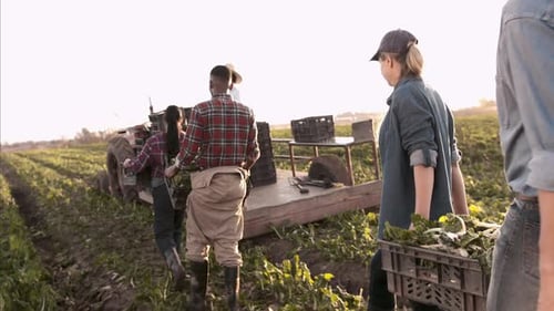 Steadicam Wide Couple Farmers and Workers Carrying and Loading Baskets