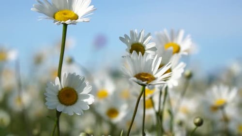 Chamomile White Daisy Flowers in a Field of Green Grass Sway in the Wind at Sunset Chamomile Flowers