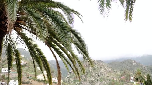 Palm Trees in Tropical Mountain Landscape