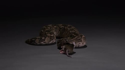 Puff Adder Snake Eating Mouse in Close-up