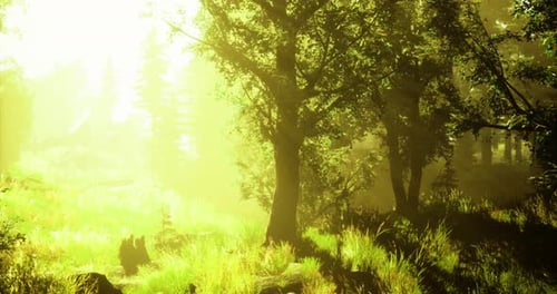 Sunlight Filters Through Trees in a Vibrant Green Forest Setting