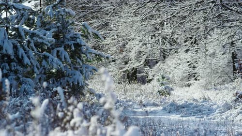 Calm Beauty of Frozen Snowbound Forest Plants at Frosty Sunny Day. White