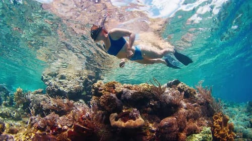 Woman in blue swimsuit snorkeling in the shallow area of tropical sea and slowly swims over the vivi