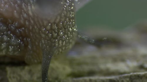 Stunning cinematic macro shot of a snail travelling on a piece of wood