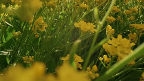 Beautiful Yellow Flowers Blooming in Field in Sunny Day. Amazing Springtime Blossom