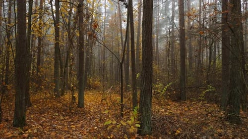a Walk in the Forest in a Foggy Autumn the Ground is Covered with Fallen Leaves