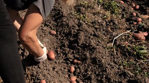 Harvest Potatoes in the Garden Selective Focus