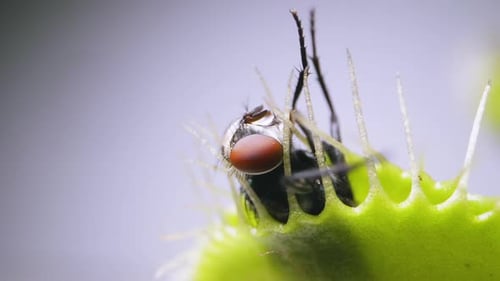 Venus Flytrap plant with trapped house fly. Closeup top-side view of plant and insect. Slow motion.
